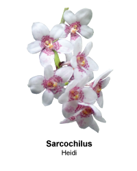 Loading Rollover of Sarcochilus Heidi orchid image