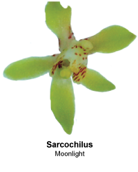 Loading Sarcochilus Moonlight.png